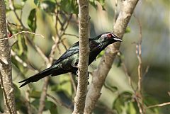 Metallic Starling